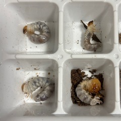 エラフスホソアカクワガタ幼虫4頭の画像
