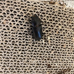 　　クワガタ　メタリフェル　ペアの画像
