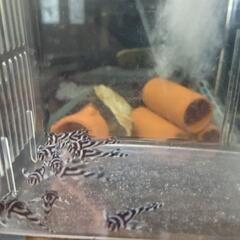 【熱帯魚】インペリアルゼブラプレコ（ドンキーフェイス）の画像