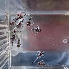 【熱帯魚】インペリアルゼブラプレコ（ドンキーフェイス）の画像