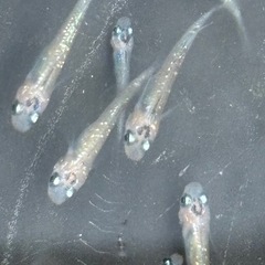飼育終了　最終個体　忘却の翼　稚魚→幼魚サイズ　１４匹の画像