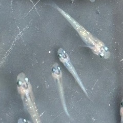 飼育終了　最終個体　忘却の翼　稚魚→幼魚サイズ　１４匹の画像