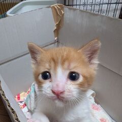 生後1ヶ月の茶白くん・里親さん募集中