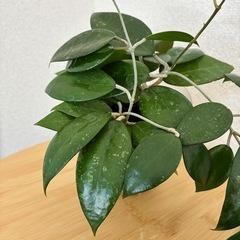 ホヤ パラシティカ ブラックエッジ 観葉植物の画像