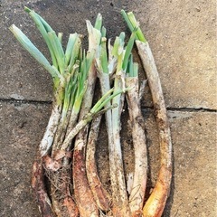 ネギ　苗　②‼️の画像