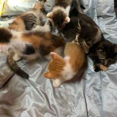 生後約１ヶ月 子猫