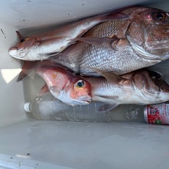 船　タイ釣りメンバー募集