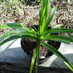 トゲナシタコノキの画像