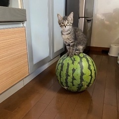 おメメくりくりラブちゃんの子猫②スイカ🍉ちゃん
