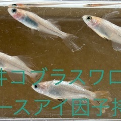 松井コブラスワローメダカ　めだか　ダルマ　２匹の画像