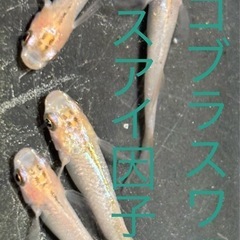 松井コブラスワローメダカ　めだか　ダルマ　２匹の画像