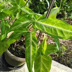 シンゴニウムの画像