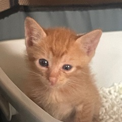 茶 仔猫 ゼロ歳