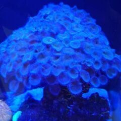 海水魚、サンゴの画像