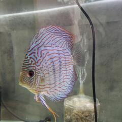 熱帯魚、ディスカス、ワイルドクロスRTQ2匹、その他の画像