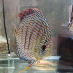 熱帯魚、ディスカス、ワイルドクロスRTQ2匹、その他の画像