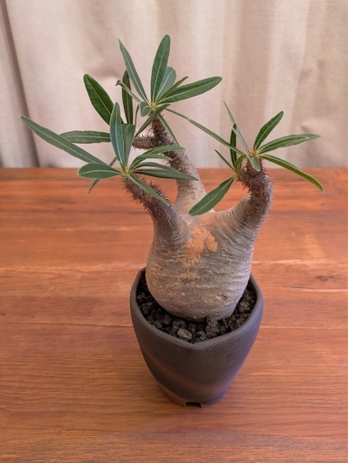 パキポディウムグラキリス　現地球