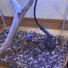 【最終処分】人気の角丸水槽セット※現在の画像
