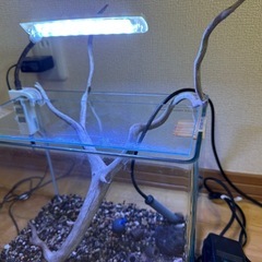 【最終処分】人気の角丸水槽セット※現在の画像