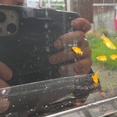 楊貴妃(ダルマ体型)の画像