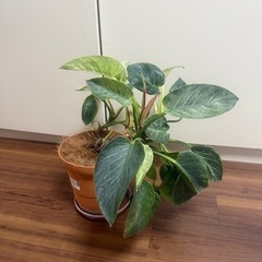 鑑賞用植物の画像