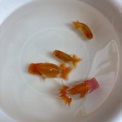 らんちゅう4セット　　③  1000円
の画像