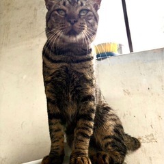 小さなお顔の甘えん坊🥰