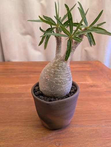 パキポディウムグラキリス　現地球