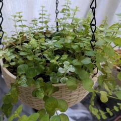 植物②　リシマキアオーレア＆セダムの画像