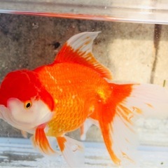 金魚、オランダ獅子頭21センチの画像