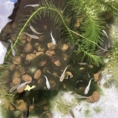 ミックスメダカ若魚の画像