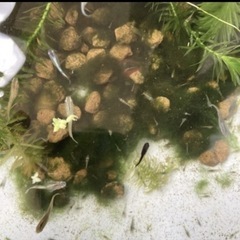 ミックスメダカ若魚の画像