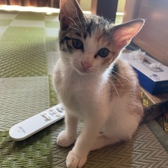 可愛い三毛猫ちゃん