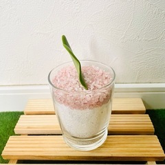 ハートホヤ　ホヤカーリー　ラブラブハート　観葉植物　多肉植物　ハイドロカルチャー　カラーサンドの画像