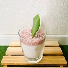 ハートホヤ　ホヤカーリー　ラブラブハート　観葉植物　多肉植物　ハイドロカルチャー　カラーサンドの画像