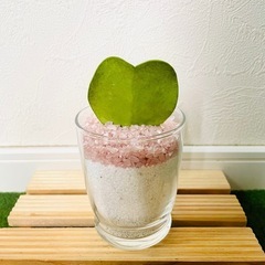 ハートホヤ　ホヤカーリー　ラブラブハート　観葉植物　多肉植物　ハイドロカルチャー　カラーサンドの画像