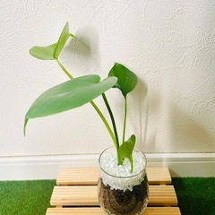 モンステラ　観葉植物　ハイドロカルチャーの画像