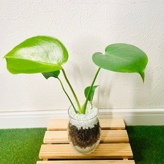 モンステラ　観葉植物　ハイドロカルチャーの画像