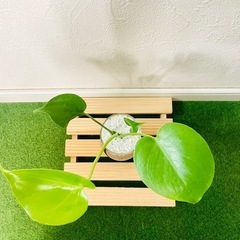 モンステラ　観葉植物　ハイドロカルチャーの画像