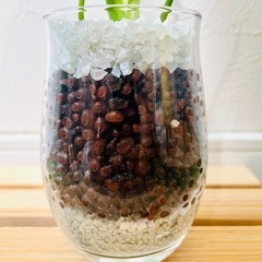 モンステラ　観葉植物　ハイドロカルチャーの画像