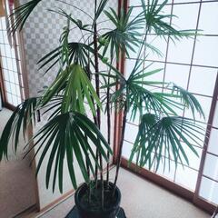 受け渡し決定シュロチクの画像