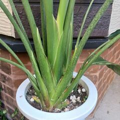 8500円　ストレチア　ストレリチア　ゴクラクチョウカ　7号　観葉植物の画像