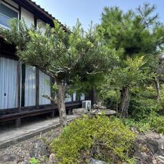 『五葉松の木』や『岩』差し上げます。の画像