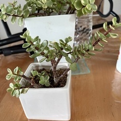 観葉植物　多肉植物　雅楽の舞①の画像