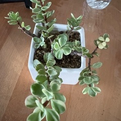 観葉植物　多肉植物　雅楽の舞①の画像