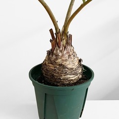 観葉植物 ザミア フルフラセアの画像