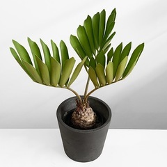 観葉植物 ザミア フルフラセアの画像