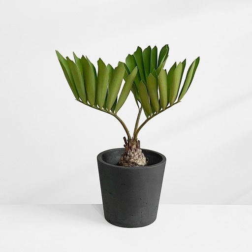 観葉植物 ザミア フルフラセア