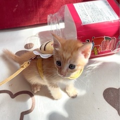 子猫の三兄弟🐱