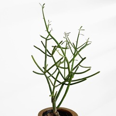 観葉植物 ミルクブッシュの画像